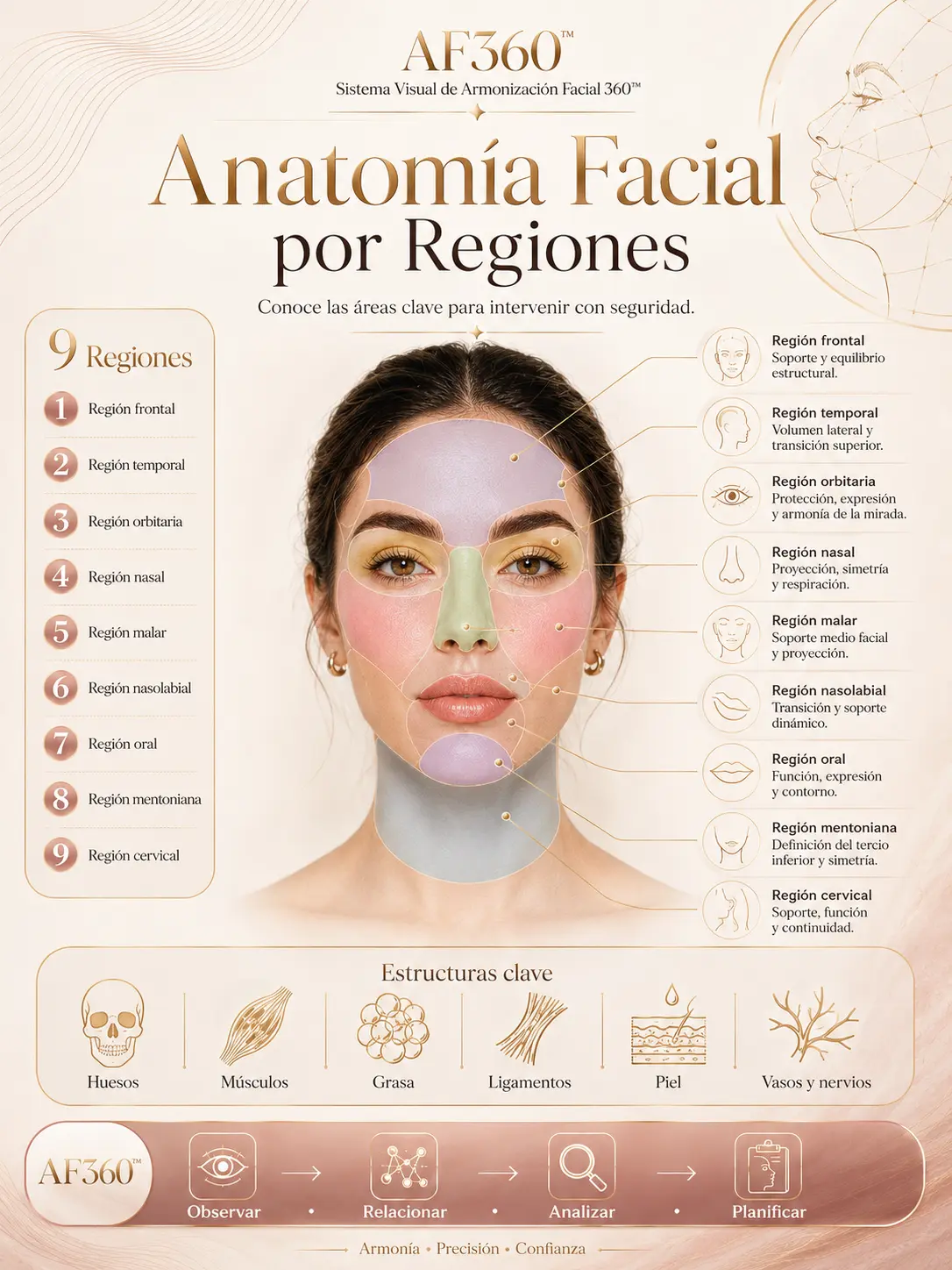 Lámina AF360: Anatomía Facial por Regiones