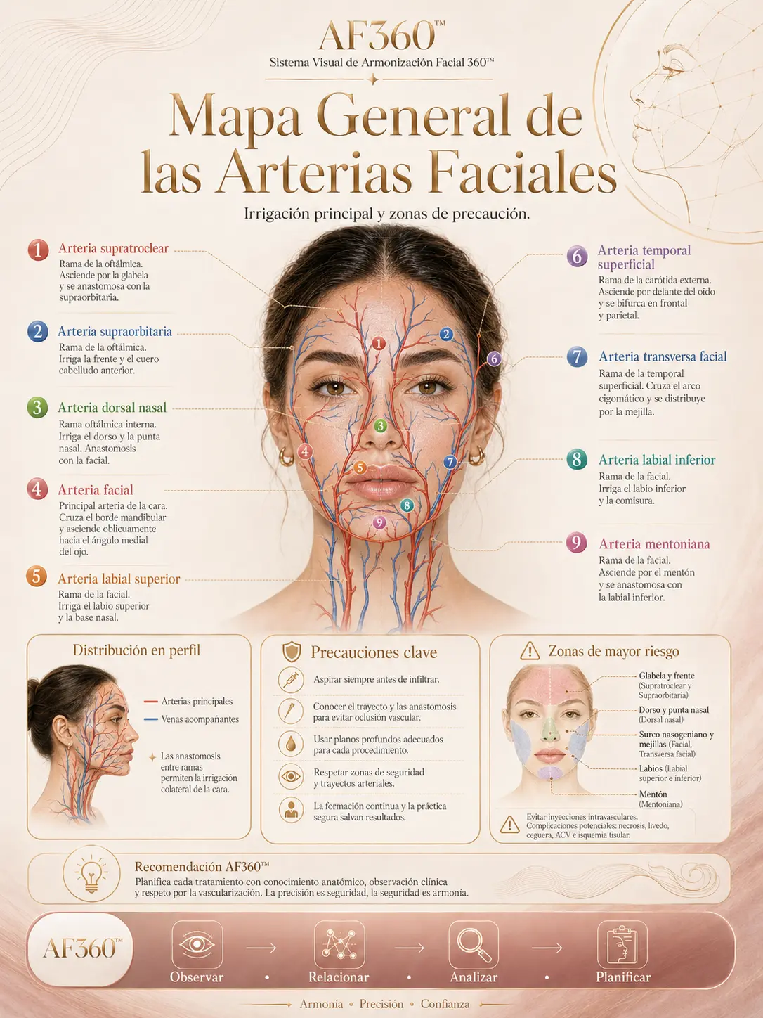 Lámina AF360: Mapa General de las Arterias Faciales