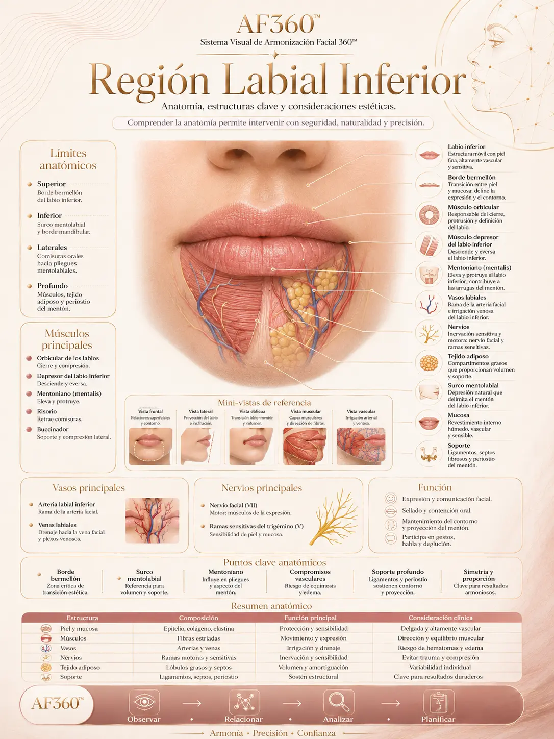 Lámina AF360: Región Labial Inferior